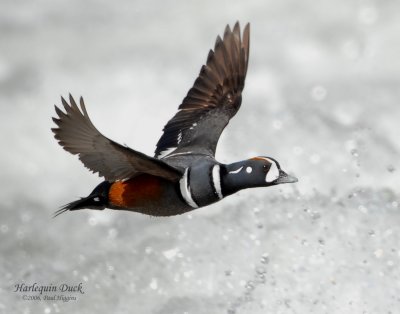 Duck Harlequin D-050.jpg