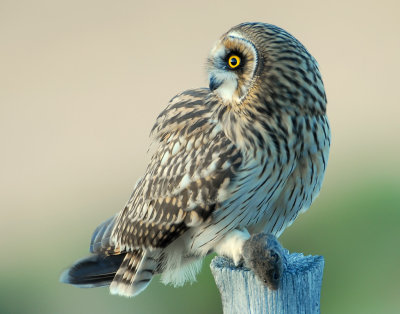 Owl Shot-eared D-044.jpg