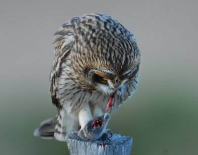 Owl Shot-eared D-051.jpg