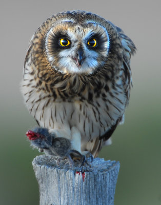 Owl Shot-eared D-056.jpg