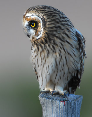 Owl Shot-eared D-058.jpg