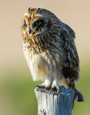 Owl Shot-eared D-063.jpg