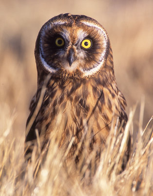 Owl, Short-eared