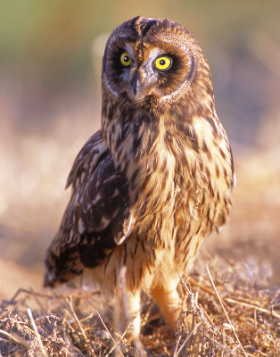 Owl, Short-eared