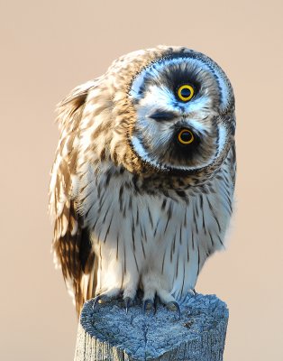 Owl Shot-eared D-036.jpg