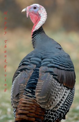 Turkey Merriams D-009B.jpg