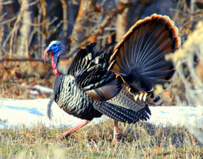Turkey Merriams D-027.jpg