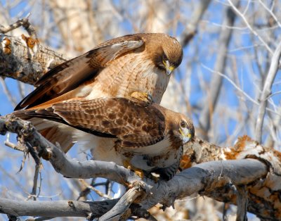 Hawk Red-tailed D-024.jpg