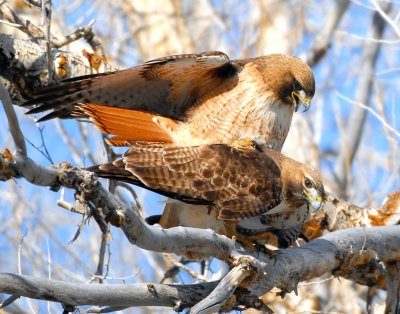 Hawk Red-tailed D-025.jpg