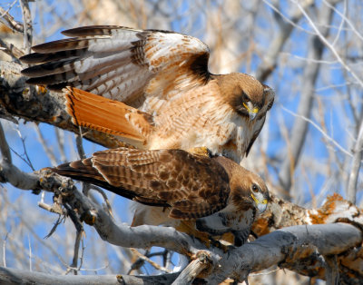 Hawk Red-tailed D-027.jpg