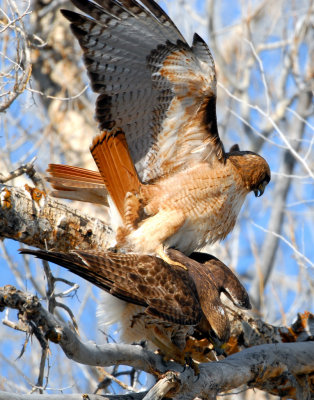 Hawk Red-tailed D-032.jpg