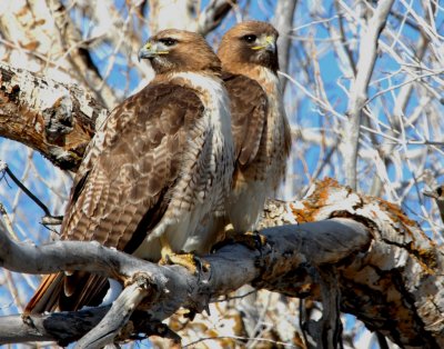 Hawk Red-tailed D-033.jpg