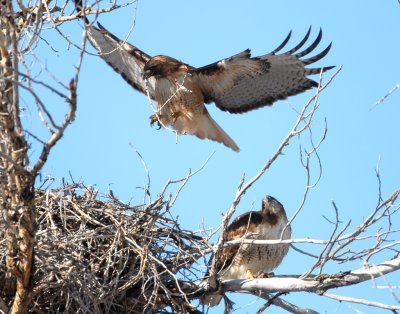 Hawk Red-tailed D-020.jpg