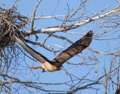 Hawk Red-tailed D-021.jpg