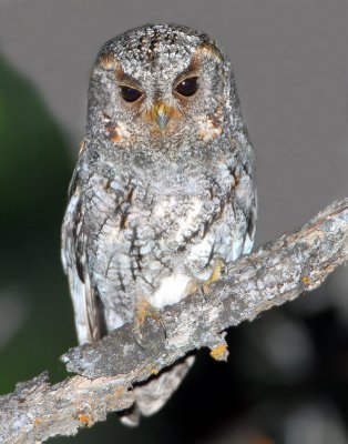 Owl, Flammulated