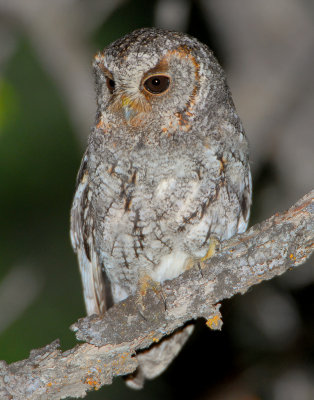 Owl, Flammulated