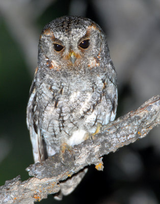 Owl, Flammulated