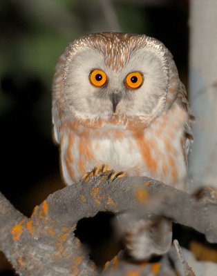 Owl, Northern Saw-whet #2