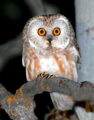 Owl Northern Saw-whetD-002.jpg