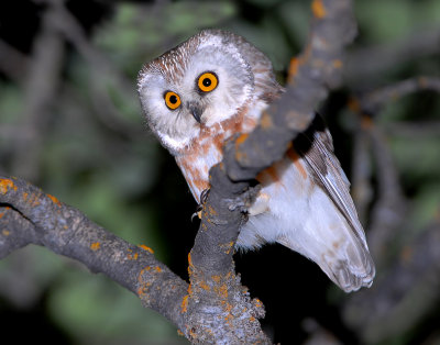 Owl Northern Saw-whetD-005.jpg