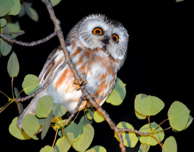 Owl Northern Saw-whetD-007.jpg