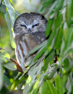 Owl Northern Saw-whetD-009.jpg