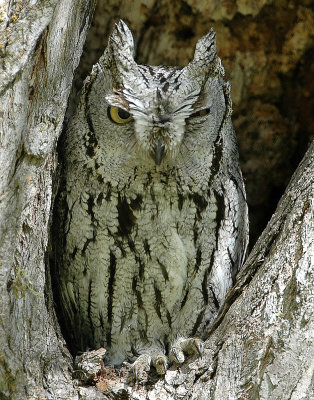 Owl Western Screech D-002.jpg