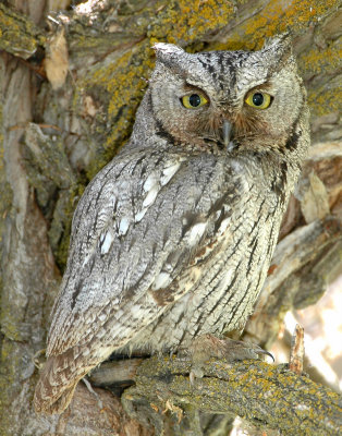 Owl Western Screech D-008.jpg