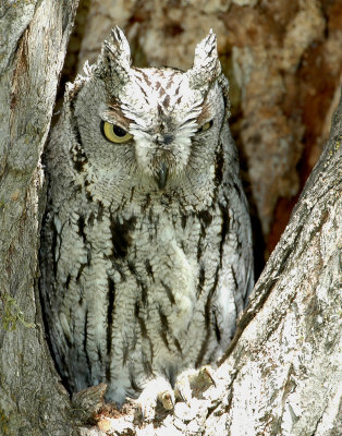 Owl Western Screech D-012.jpg