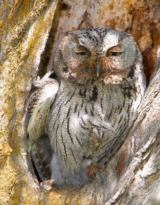 Owl Western Screech D-017.jpg