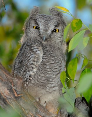 Owl Western Screech D-019.jpg