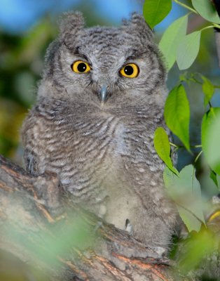 Owl Western Screech D-021.jpg