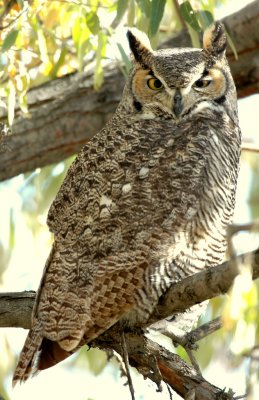 Owl  Great-Horned D-006.jpg