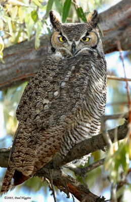 Owl  Great-Horned D-013.jpg