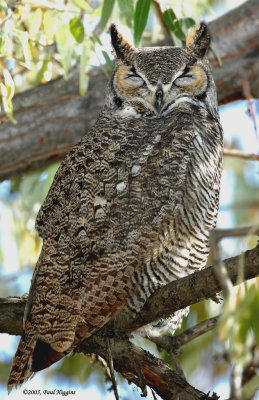 Owl  Great-Horned D-014.jpg