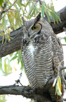 Owl  Great-Horned D-031.jpg