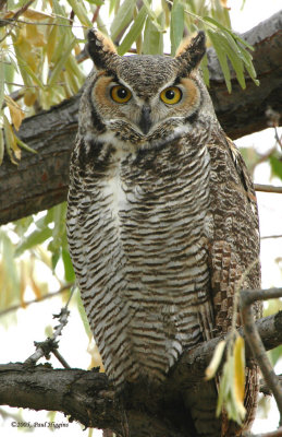 Owl. Great horned D-003.jpg