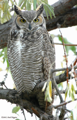 Owl. Great horned D-007.jpg