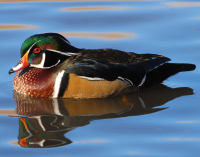 Duck Wood D-020.jpg