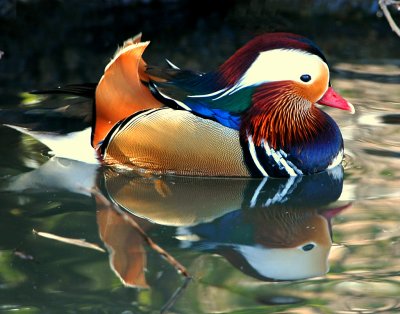 Duck, Mandarin