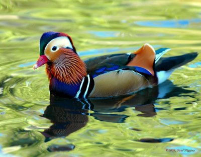 Duck, Mandarin