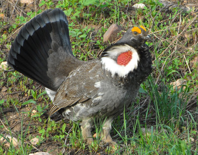 Grouse Blue D-014.jpg