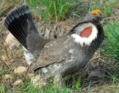 Grouse Blue D-017.jpg