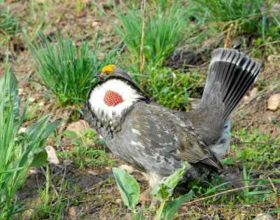 Grouse Blue D-020.jpg