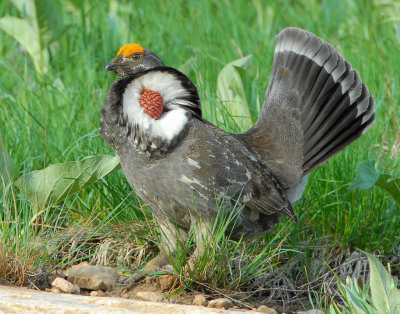 Grouse, Dusky