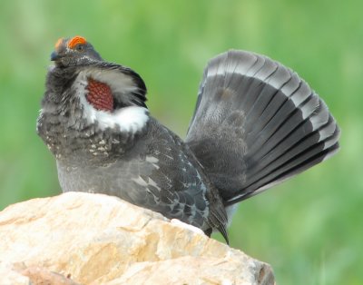 Grouse Blue D-028.jpg