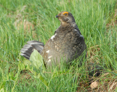 Grouse Blue D-031.jpg