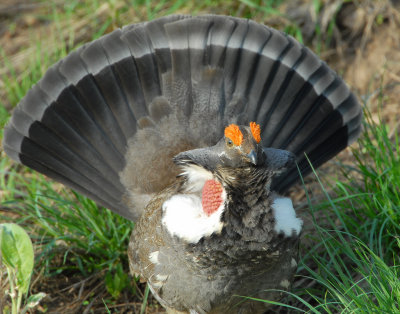 Grouse Blue D-040.jpg