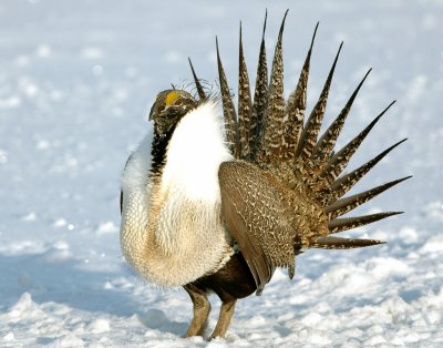 Sage Grouse D-051.jpg