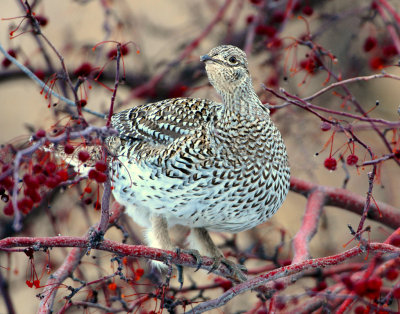 Grouse Sharp Tailed D-006.jpg